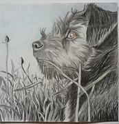 Honden Forum: Amy heeft HD
