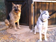 honden foto van Martine Discart
