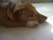 honden foto van Nala