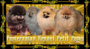 honden foto van petit poms