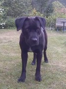 honden foto honden foto van RVS
