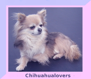 Honden Page profiel van chihuahua lovers