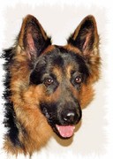 honden foto van Heidergott Uwe