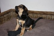 honden foto van Max