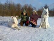 honden foto honden foto van MR2DOGS