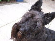 honden foto van Floor