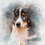 honden foto van Dobber †