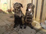 honden foto van Arend