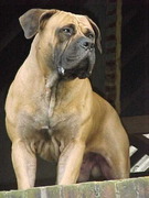 honden foto van Iris Spanjer