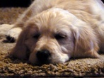 honden foto van MJ van der Schoot