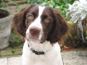 honden foto van A.B.H. van den Heuvel