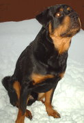 honden foto van Angelo