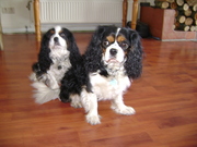 honden foto van Gwen Assy en Cissy