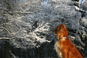 honden foto van Nancy Lee