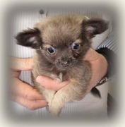 honden foto van nancy