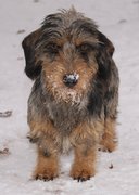 honden foto van is Full of Life