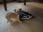honden foto van Linda