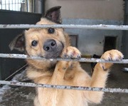 honden foto van Dominika