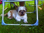 honden foto van ingrid