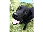 honden foto van laura