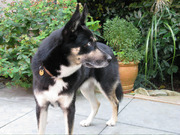 honden foto van harry