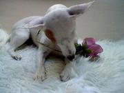 honden foto van samira