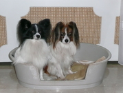 Honden Page profiel van Henny Arts