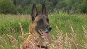 honden foto honden foto van Georgina