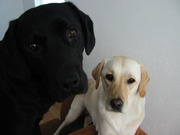 honden foto van Geke 