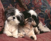 honden foto honden foto van lieke
