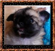 Honden Page profiel van Chihuahua kennel ChichiCadillac