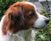 honden foto van Erik de Reuver