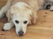 honden foto van marjolein van berloo