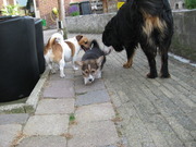 honden foto van mikeykyrabuddie