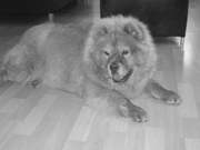 honden foto van Diva