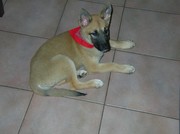 Honden Page profiel van Tessy