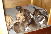 honden foto van Bergh