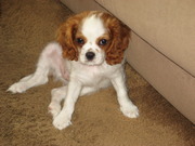 honden foto van pip