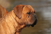 honden foto van g.holman