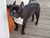 Honden Forum: hond plast in huis