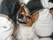 honden foto van Cees de Jong