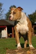 Honden Page profiel van Mountaingarden Kennel