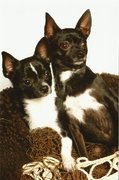honden foto van Luna en Ayko
