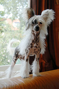 honden foto van Mignon