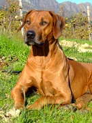 honden foto van Luc Wouters