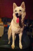 honden foto van Patrick  Macho & Chokey
