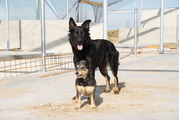 honden foto honden foto van Marieke