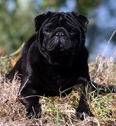 Honden Page profiel van Zonnewende's Pride