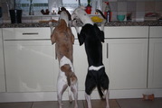 honden foto van Yvonne Levi &Tygo