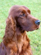 honden foto van Jos en Els de Meijer